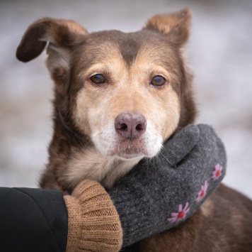 Каштанка - Собаки в добрые руки