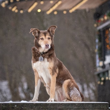 Собаки в добрые руки - Каштанка - 2