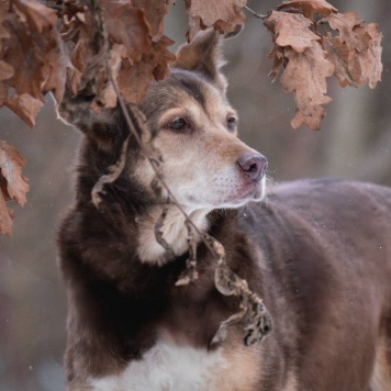 Собаки в добрые руки - Каштанка - 3