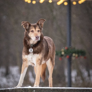 Собаки в добрые руки - Каштанка - 4