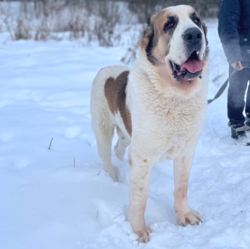 Собаки в добрые руки - Вотан - 1