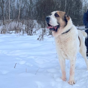 Собаки в добрые руки - Вотан - 2