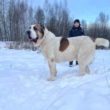 Собаки в добрые руки - Вотан - 3