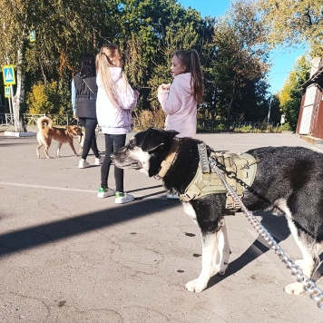 Собаки в добрые руки - Томас - 2