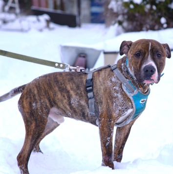 Собаки в добрые руки - Янтарек