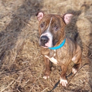 Собаки в добрые руки - Янтарек