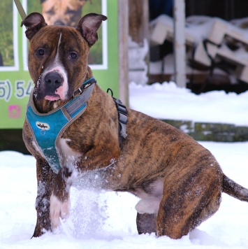 Собаки в добрые руки - Янтарек - 1