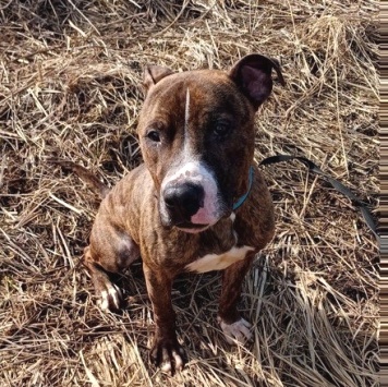 Собаки в добрые руки - Янтарек - 1