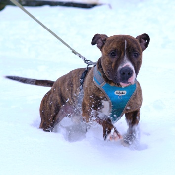 Собаки в добрые руки - Янтарек - 2