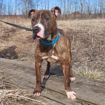 Собаки в добрые руки - Янтарек - 2