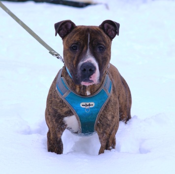 Собаки в добрые руки - Янтарек - 3