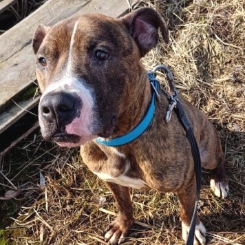 Собаки в добрые руки - Янтарек - 3