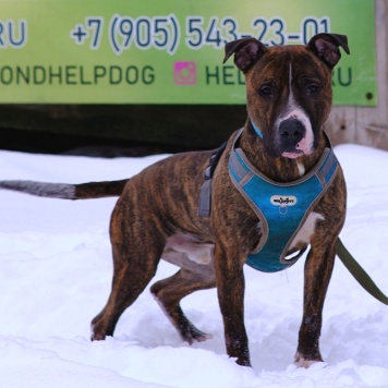 Собаки в добрые руки - Янтарек - 4