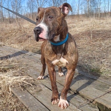 Собаки в добрые руки - Янтарек - 4