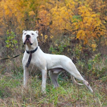 Собаки в добрые руки - Балуша - 1