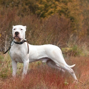 Собаки в добрые руки - Балуша - 2