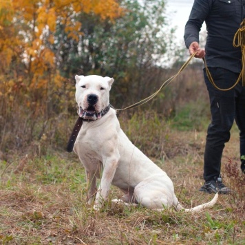 Собаки в добрые руки - Балуша - 3