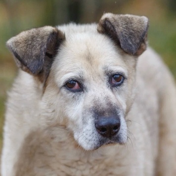 Рута - Собаки в добрые руки