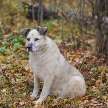 Собаки в добрые руки - Рута - 1