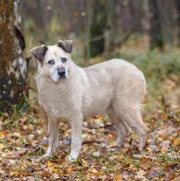 Собаки в добрые руки - Рута - 2