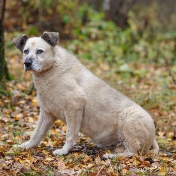 Собаки в добрые руки - Рута - 3