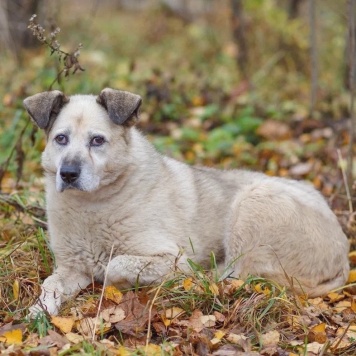 Собаки в добрые руки - Рута - 4