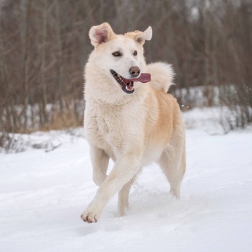 Собаки в добрые руки - Мика