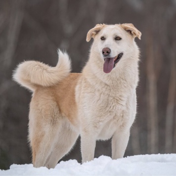 Собаки в добрые руки - Мика - 3