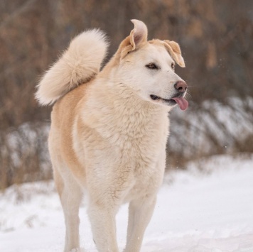 Собаки в добрые руки - Мика - 4