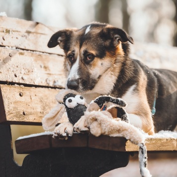 Айриш - Собаки в добрые руки