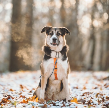 Собаки в добрые руки - Айриш - 1