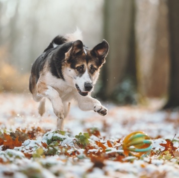 Собаки в добрые руки - Айриш - 2