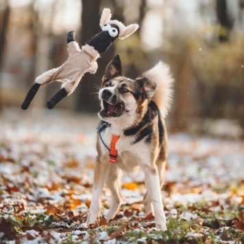 Собаки в добрые руки - Айриш - 4