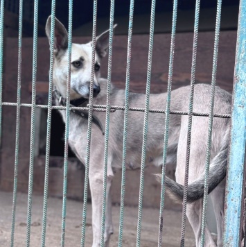 Собаки в добрые руки - Эстель - 1