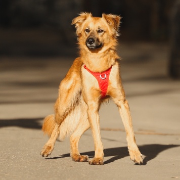 Собаки в добрые руки - Ева