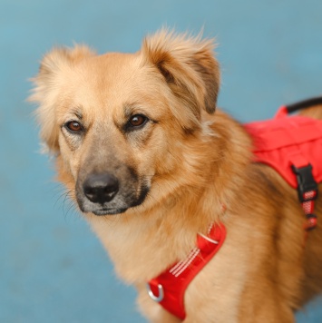 Собаки в добрые руки - Ева - 1