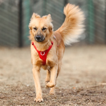 Собаки в добрые руки - Ева - 2