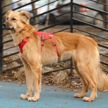 Собаки в добрые руки - Ева - 3