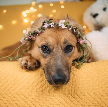 Собаки в добрые руки - Ева - 4