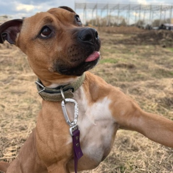 Орейра - Собаки в добрые руки