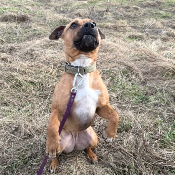 Собаки в добрые руки - Орейра - 1