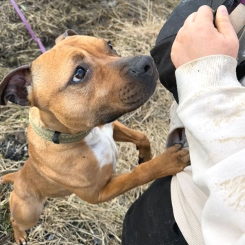 Собаки в добрые руки - Орейра - 2