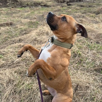 Собаки в добрые руки - Орейра - 3