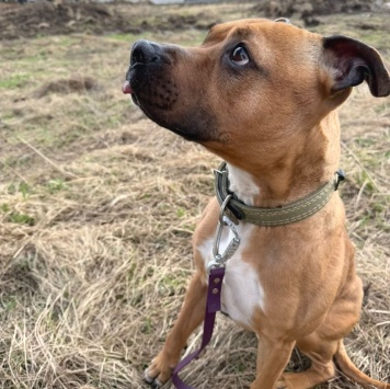 Собаки в добрые руки - Орейра - 4