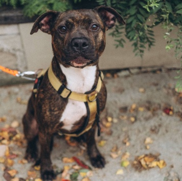 Собаки в добрые руки - Читос