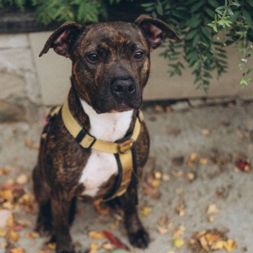 Собаки в добрые руки - Читос - 1