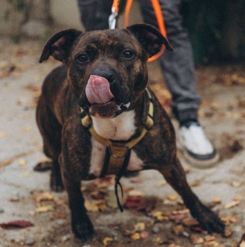 Собаки в добрые руки - Читос - 2