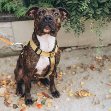 Собаки в добрые руки - Читос - 3