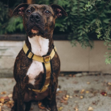 Собаки в добрые руки - Читос - 4