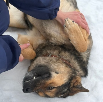 Собаки в добрые руки - Джек - 4